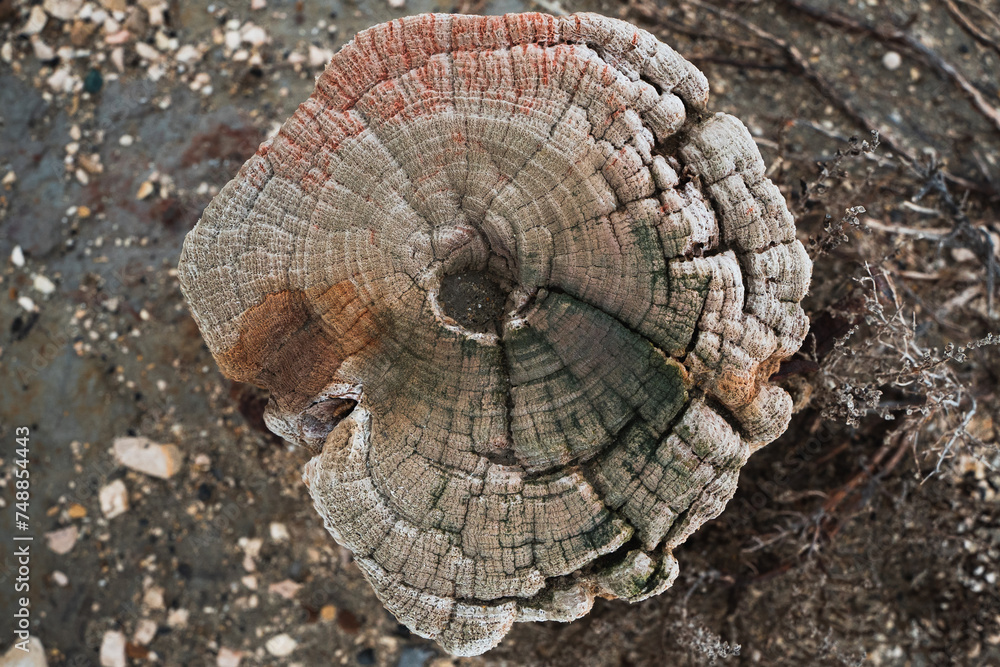 Poteaux de bois en gros plan (Camargue) - texture avec des couleurs