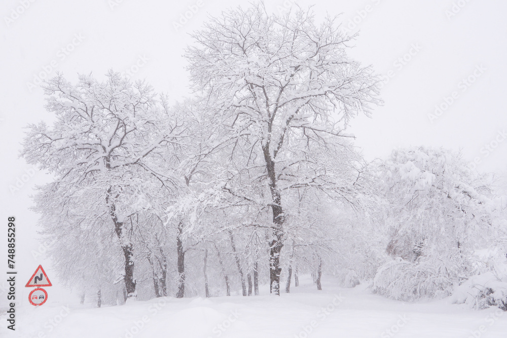 Fototapeta premium Winter landscape with traffic warning sign and snowy trees