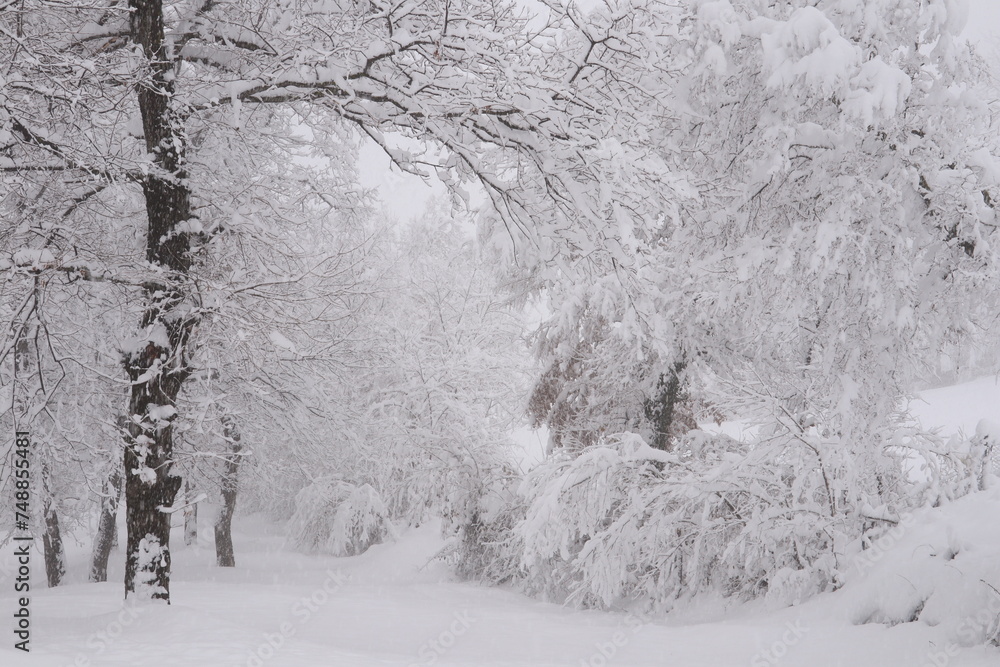 Obraz premium Winter landscape with snowy trees