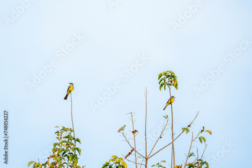 yellow fly catcher birds on branches  photo