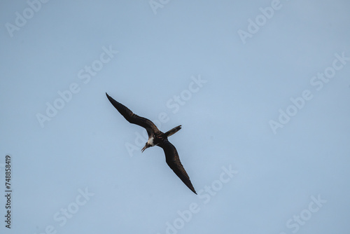 magnificent frigatebird with a fish catch in it s beak bird  sea ocean