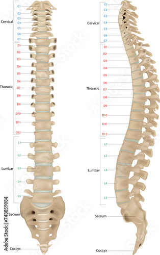 Human Skeleton Anatomy.Vertebral Column of Human Body Anatomy infograpic diagram including all vertebra cervical thoracic lumbar sacral and coccygeal