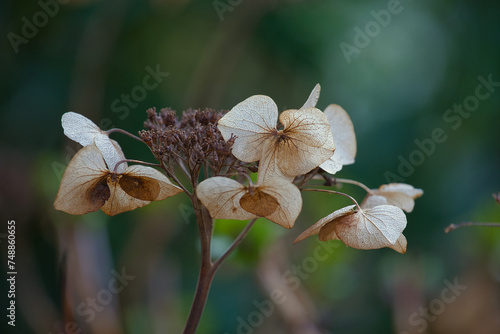 Blütenblätter - Hortensie im Herbst - schöne Blumen