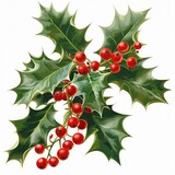 Christmas Holly and Berries Isolated on White Background - Festive Holiday Decoration