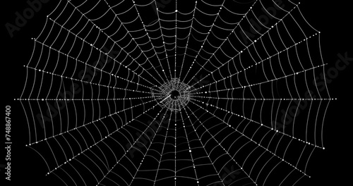 Spider's web realistic use black background