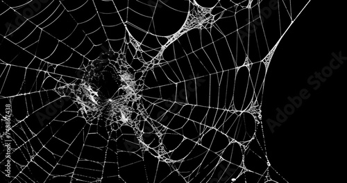 Spider's web realistic use black background photo