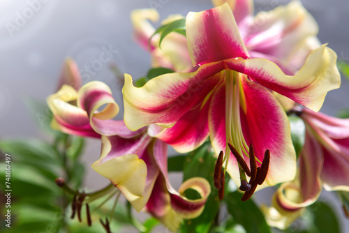 Lilium 'Red Dutch' is an asiatic hybrid lily with red flowers edged yellow .