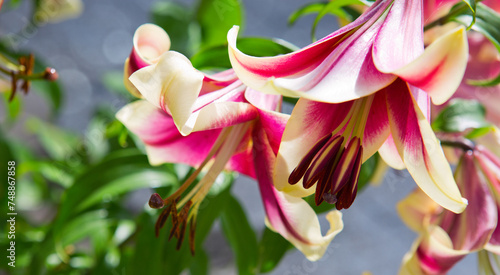 Lilium 'Red Dutch' is an asiatic hybrid lily with red flowers edged yellow .