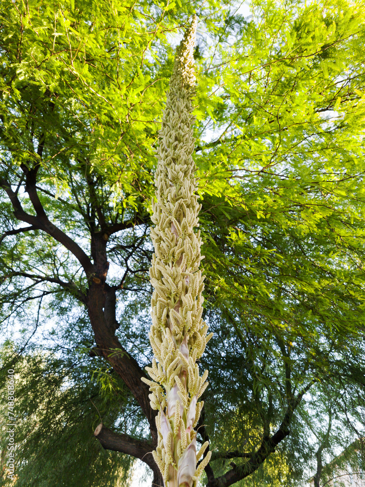 Fototapeta premium Green buds of mature Desert Spoon (Dasylirion Wheeleri) tightly clumped together before going into full flowering