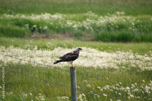 Feruginous hawk on fence post with pasture in background