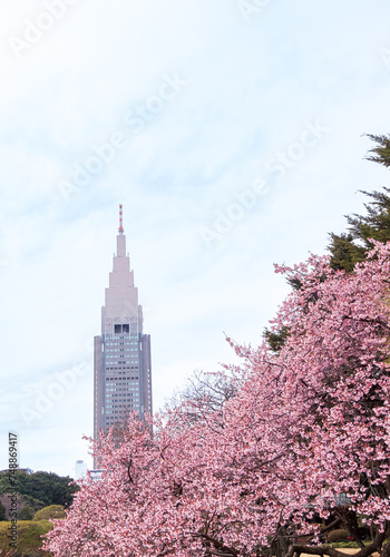 高層ビルと桜