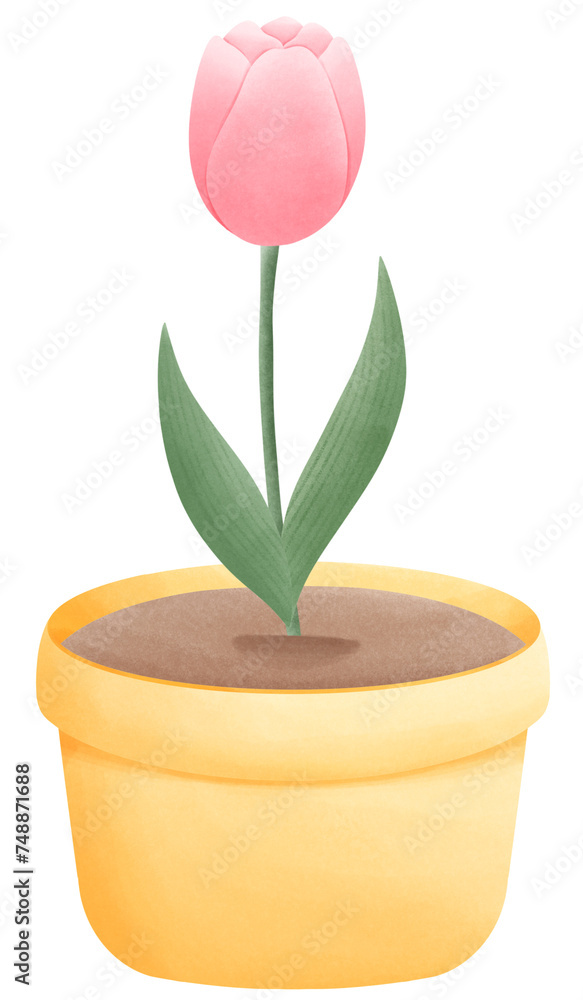 Beautiful tulip in a pot watercolor hand painting