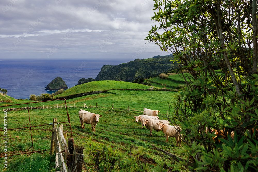 Obraz premium Landscapes at Azores islands, hiking at Santa Maria, Portugal, travel in Europe.