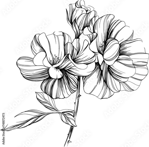 Wild rose flower isolated on white. Hand drawn vintage illustration.