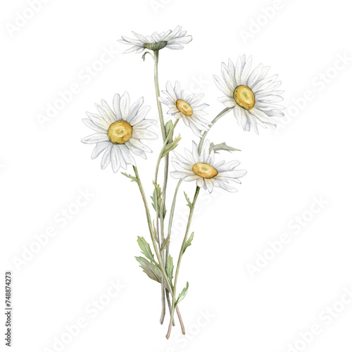 Watercolor Daisy. Hand drawn illustration of Chamomile. bouquet of white blossom flowers on isolated background. Drawing botanical clipart invitation cards. Hand painted summer rustic wildflowers. © Ekatmart
