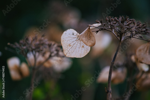Blütenblätter Hortensien vertrocknet im Herbst