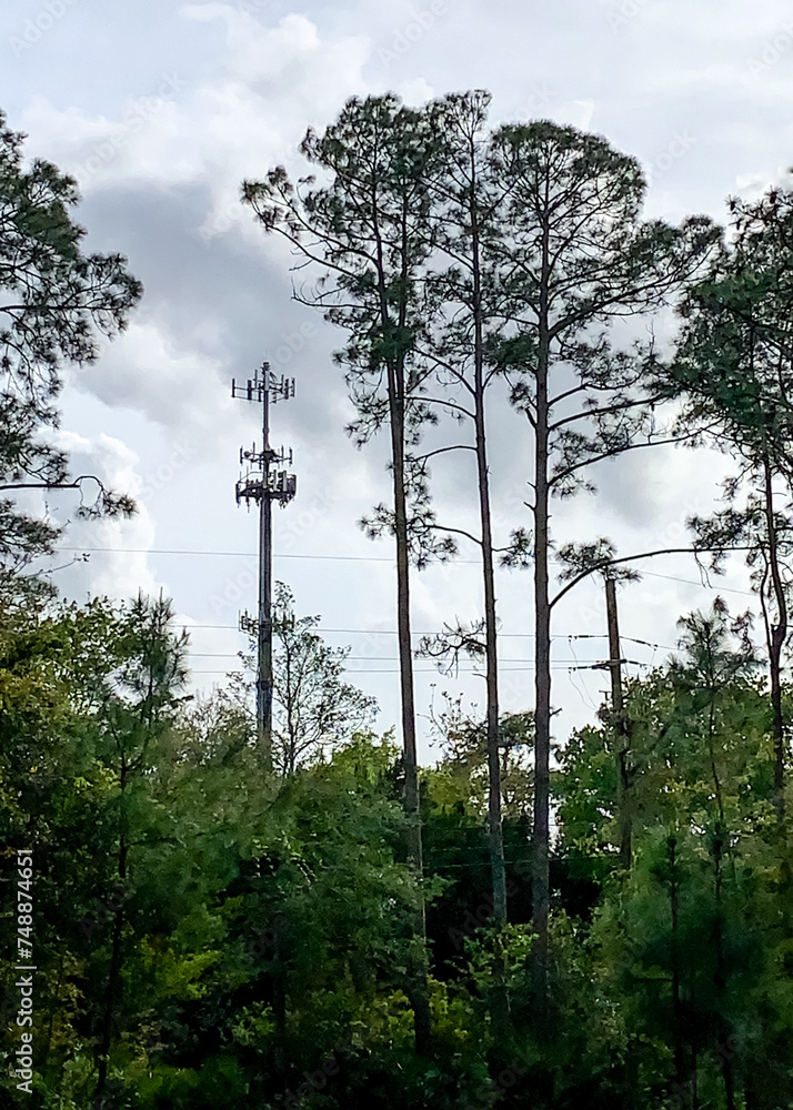 Fototapeta premium Cellular tower hidden amongst the pine trees