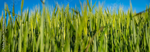 Barley field with fresh green ears in early summer with blue sky. Wide angle panorama of an agricultural field with selective focus. Barley (Hordeum vulgare) is a raw material for foods and drinks. photo