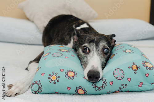 Close-up of a greyhound dog lying on a cushion on the bed © daniromphoto