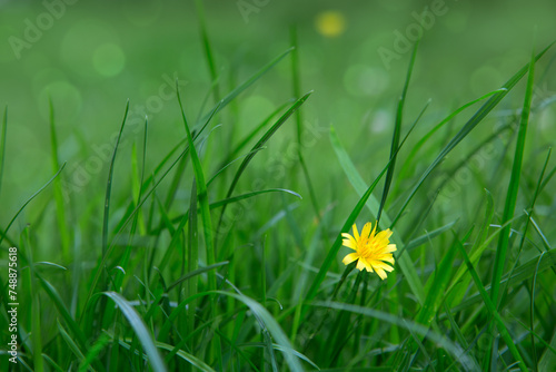 Yellow blooming wildflower Crepis biennis, isolated on green field background.