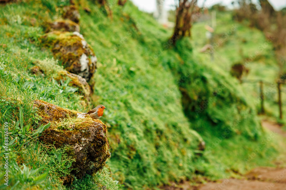 Obraz premium Landscapes at Azores islands, hiking at Santa Maria, Portugal, travel in Europe.