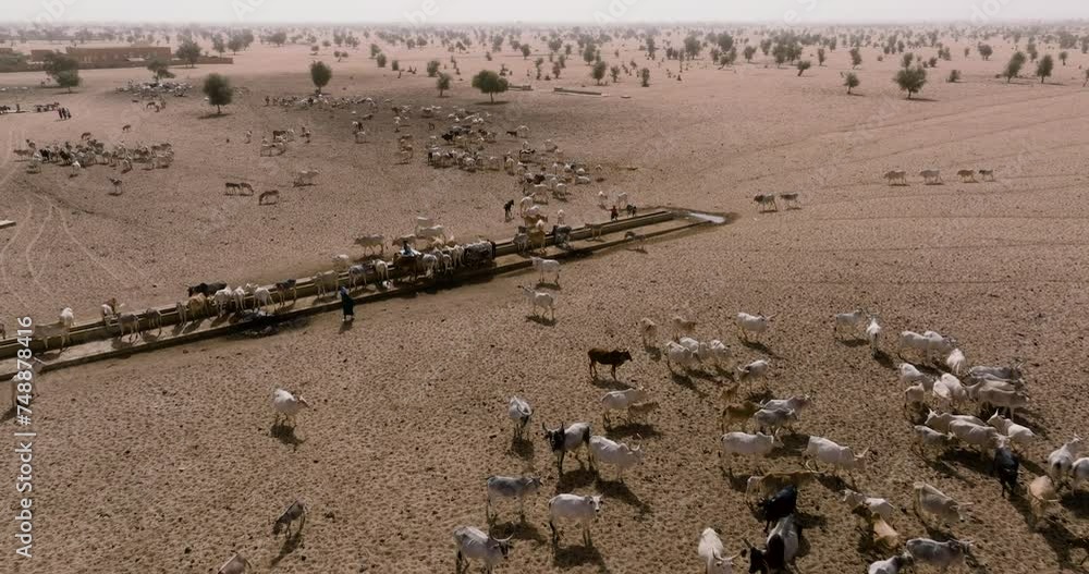 Aerial close-up fly over. Herd of cattle drinking at a waterhole after walking miles looking for grazing in the Sahel, Sahara Desert. Senegal. Drought, Climate Change, Desertification Aerial close-up fly over. Herd of cattle drinking at a waterhole after walking miles looking for grazing in the Sahel, Sahara Desert. Senegal. Drought, Climate Change, Desertification