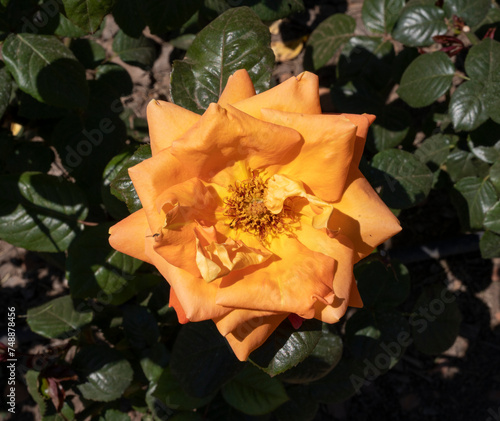 Colorful rose blooming in the garden. Closeup view of Rosa Louis de Funes orange and yellow flower, blooming in the park in spring. photo