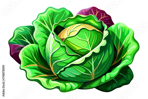 cabbage isolated on white background