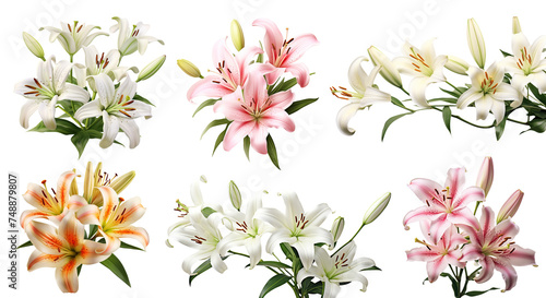 Set of elegant blooming lilies with buds, cut out © Yeti Studio