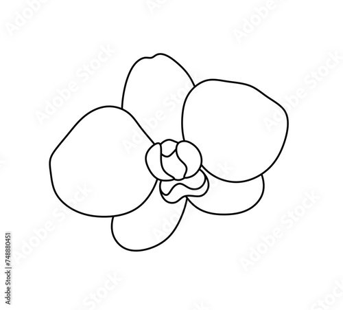 Vector isolated one single orchid flower shape colorless black and white contour line easy drawing