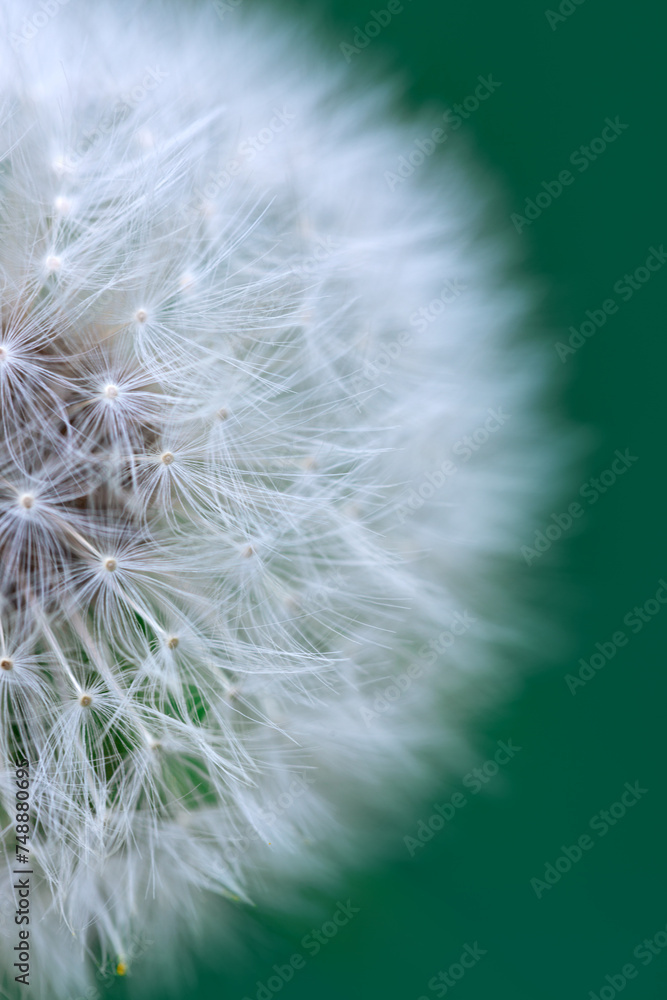 Fototapeta premium Close up of white dandelion isolated on green.
