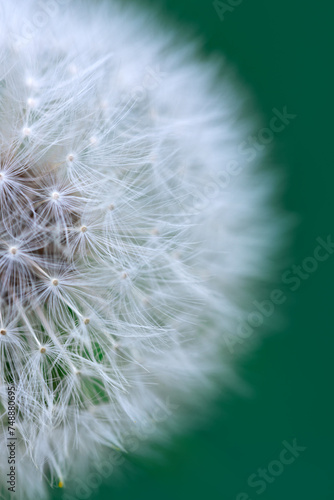 Close up of white dandelion isolated on green.
