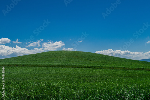 green fields in spring season