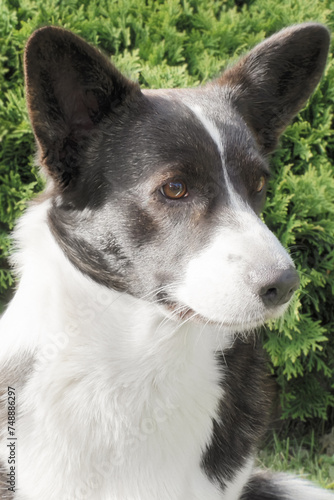 A thoroughbred dog. Welsh corgi Pembroke. Portrait. Pets