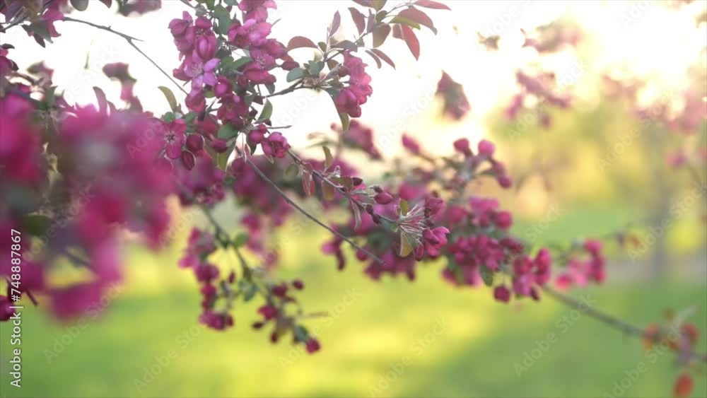 Purple buds and flowers growing on flowering tree branch in the spring time outdoors on a sunny day, 4k spring theme video Purple buds and flowers growing on flowering tree branch in the spring time outdoors on a sunny day, 4k spring theme video