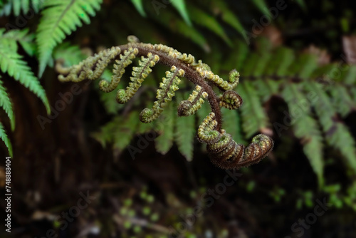 A beautiful macro of Koru in Crown Fern, Lomaria discolor, with dark blur background, Lake Matheson, West Coast, New Zealand.