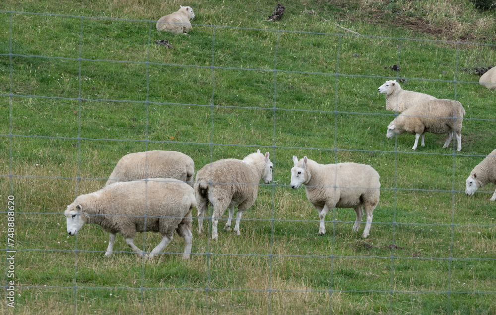 A small flock of sheep that can be seen in farming landscapes along the journey in New Zealand. A small flock of sheep that can be seen in farming landscapes along the journey in New Zealand.