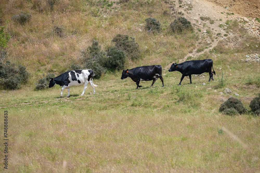 The cattle are walking down from the grass hill backing to their dairy farm that can be seen in farming landscapes along the journey in New Zealand.