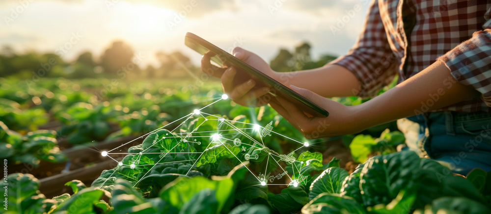 farm with technology concept background. young women use tablet with virtual hologhrapic at vegetables field - obrazy, fototapety, plakaty 
