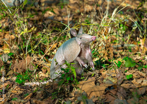 The seven-banded armadillo (Dasypus septemcinctus), animal rummages in a litter of fallen leaves in the forest, Louisiana, USA