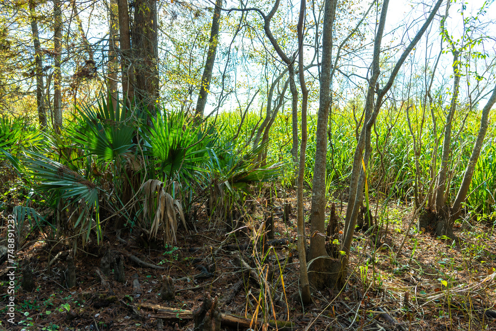 Serenoa repens, commonly known as saw palmetto, is a small palm, Louisiana Serenoa repens, commonly known as saw palmetto, is a small palm, Louisiana
