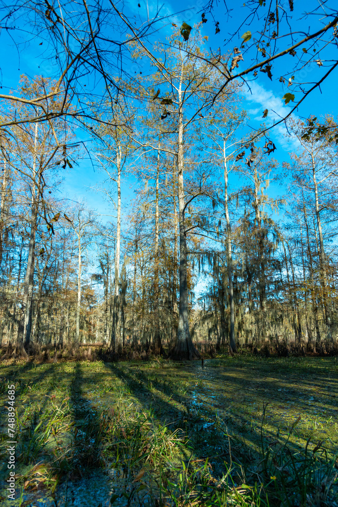 Taxodium distichum (bald cypress, swamp cypress), trees with plank roots growing in marshy areas in Louisiana