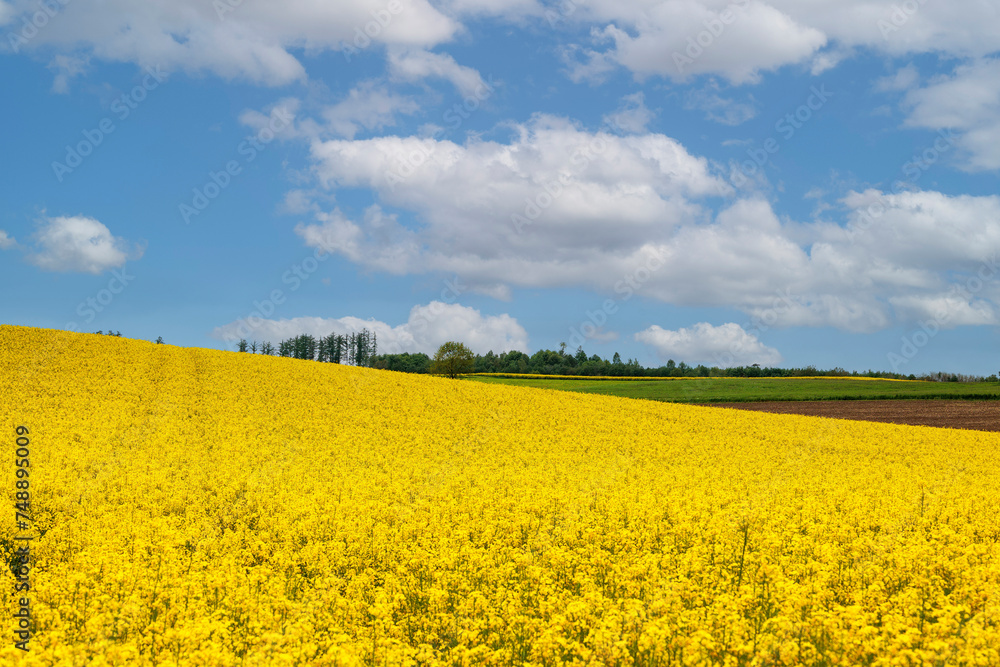 Yellow blooming rape field with blue sky in a gently hilly landscape in Schmuttertal near Augsburg