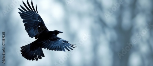 a black bird flying through the air with it's wings spread and it's wings spread wide open.