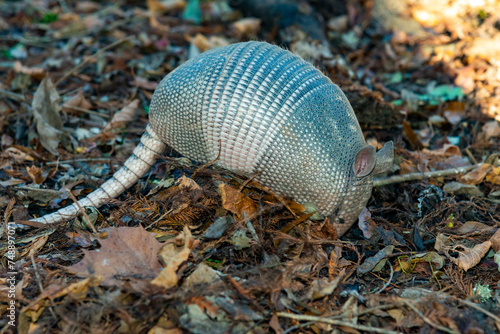 The seven-banded armadillo (Dasypus septemcinctus), animal rummages in a litter of fallen leaves in the forest, Louisiana photo