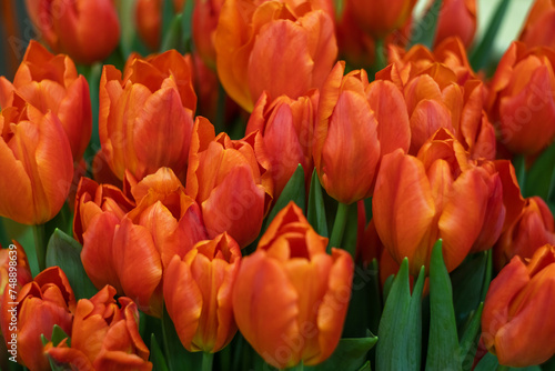 bright red tulips and green leaves in close-up
