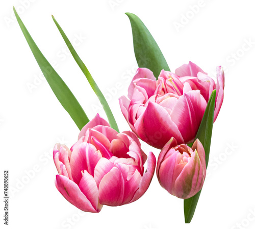 isolated image of pink tulips and green leaves
