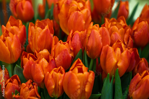bright red tulips and green leaves in close-up on a flower bed in the garden