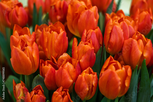 red-orange tulips and green leaves in close-up on a flower bed in the garden