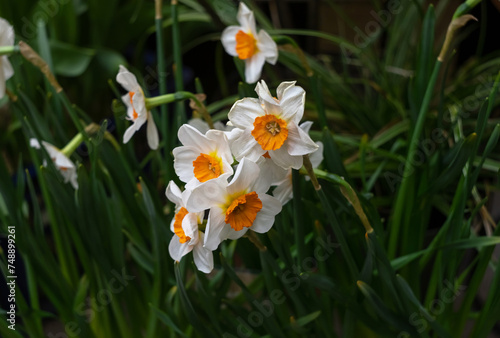 white and yellow daffodils on a flower bed in the garden